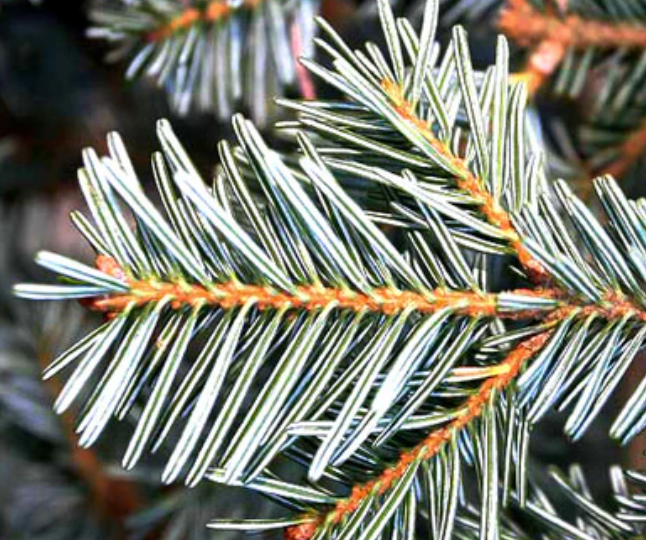 Fir, Silver - 10 ml (Copy)