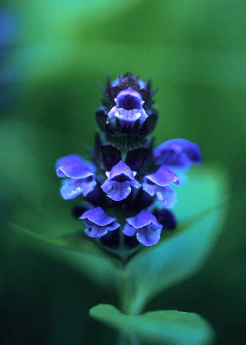 Self Heal - .25 oz