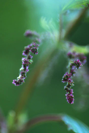 Stinging Nettles - .25 oz