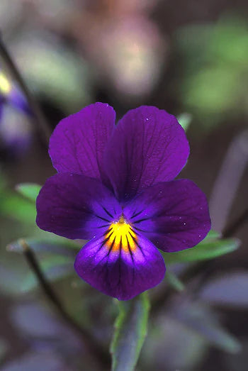 Blue Elf Viola - .25 oz