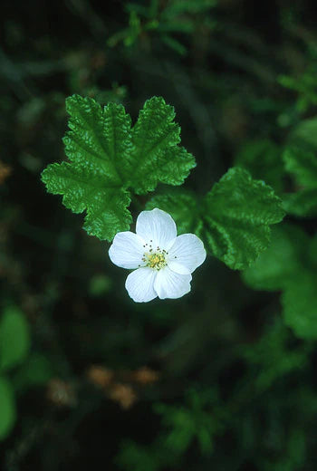 Cloudberry - 1 oz