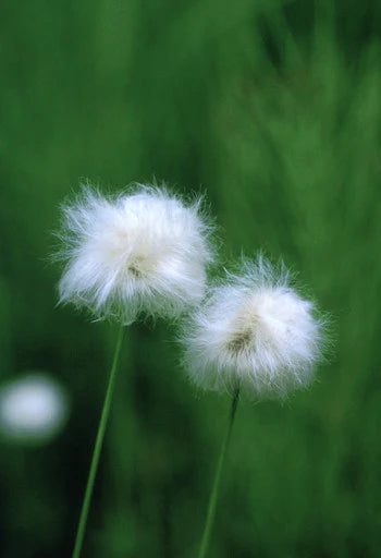 Cotton Grass - .25 oz