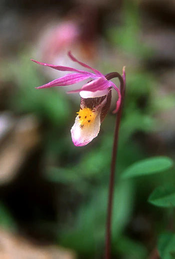 Fairy Slipper - 1 oz