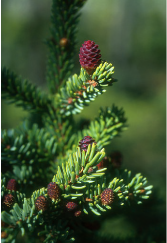 Black Spruce - Flower Essence .25 oz