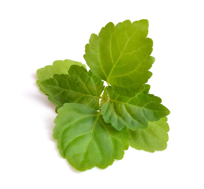 Patchouli, Reserve Dark - 10 ml